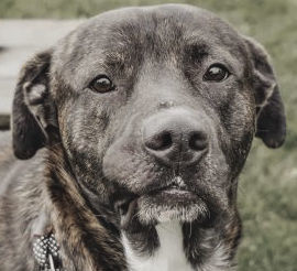 Pets of the Week: Rocky
